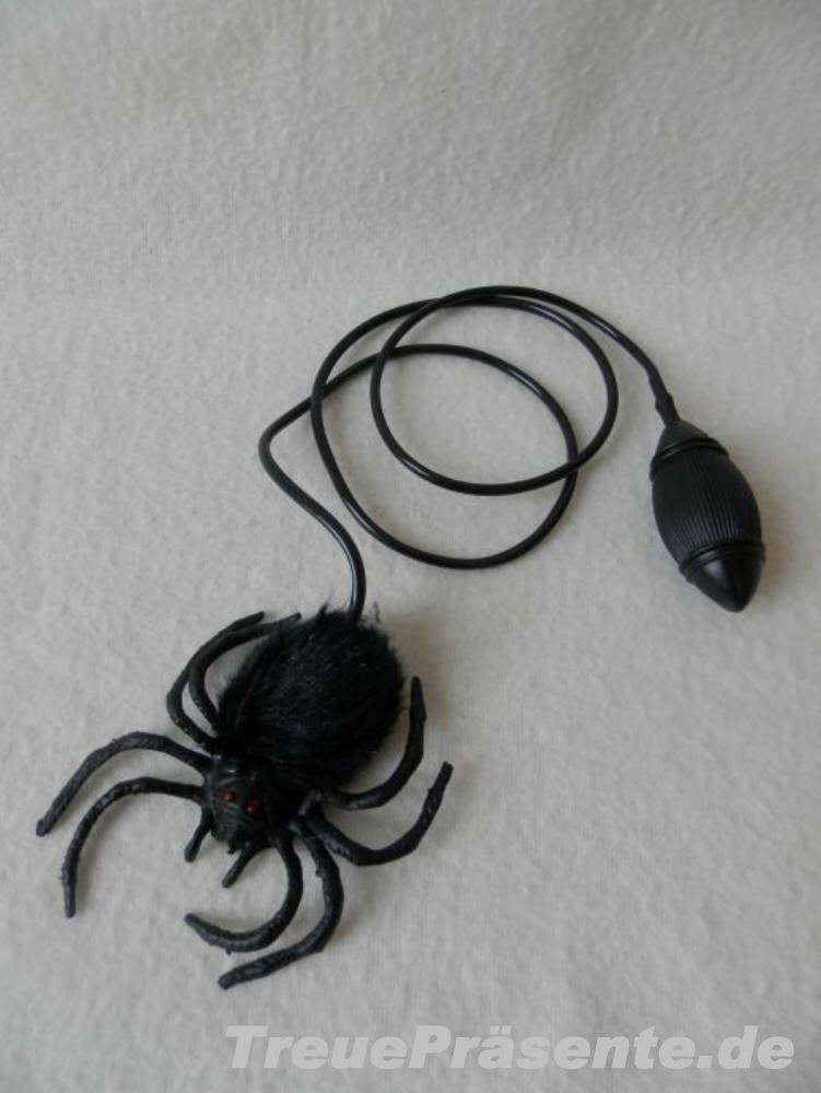 Hüpfspinne